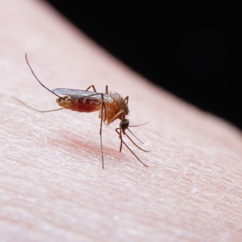 close up,of,striped,mosquitoes,are,eating,blood,on,human,skin.