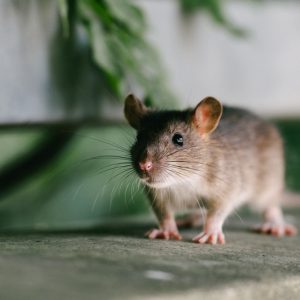 mouse standing in a room looking at you.