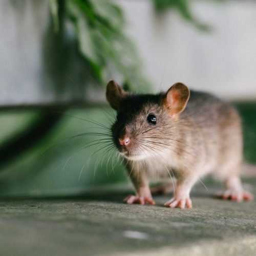 mouse standing in a room looking at you.