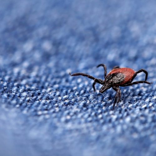 close,up,of,a,crawling,deer,tick,on,a,blue