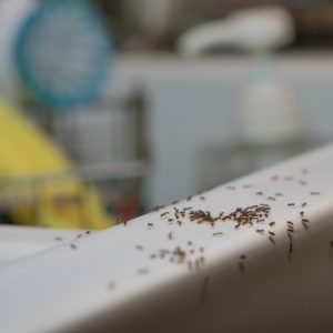 ants,crawl,on,kitchen,sink.,common,household,pest,problem.,ants