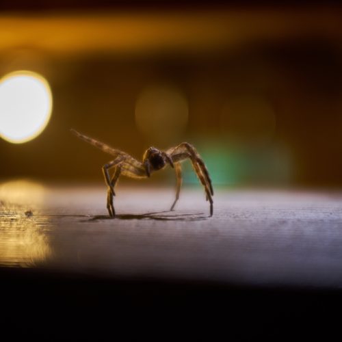 the,exoskeleton,of,a,wolf,spider