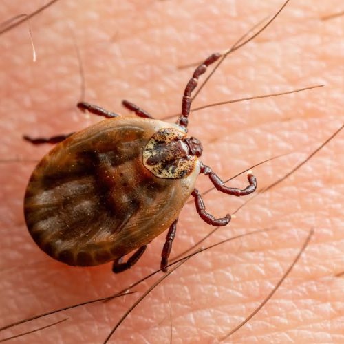 spring tick