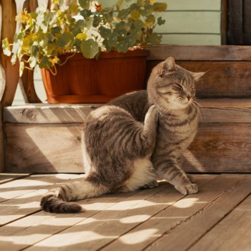 steve s+pest+ +cat+with+fleas
