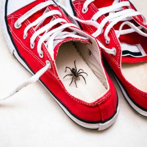 steve's spider in shoe