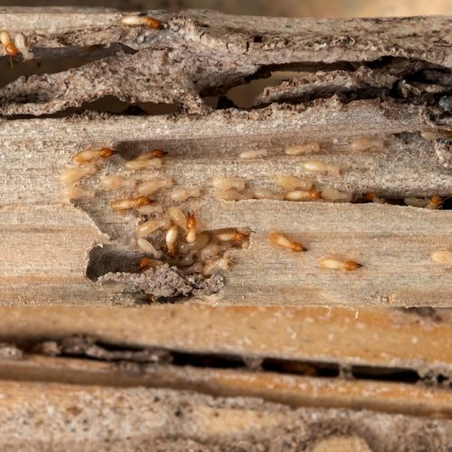 group,of,the,small,termite,destroy,timber,,termites,eat,wood