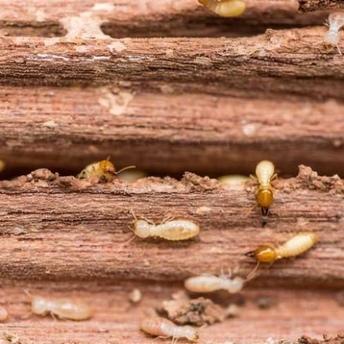 termites crawling around on a piece of wood