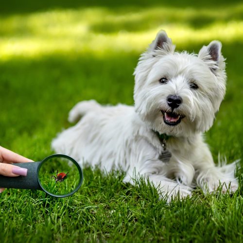 a,west,highland,white,terrier,on,a,walk,in,the