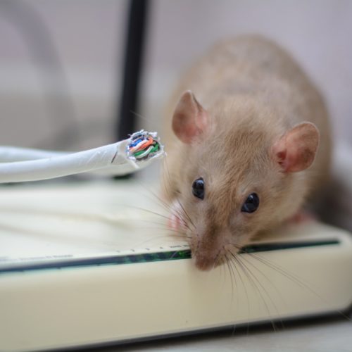 damaged,wires,from,internet,connection.,the,rat,gnawed,through,the