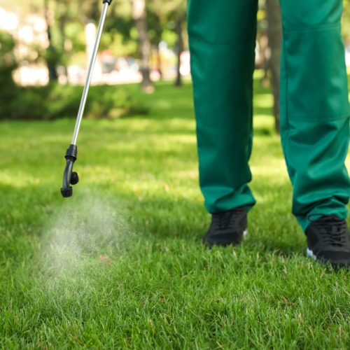worker,spraying,pesticide,onto,green,lawn,outdoors,,closeup.,pest,control